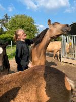 Reitbeteiligung (Reiter sucht Pferd) Schleswig-Holstein - Neumünster Vorschau