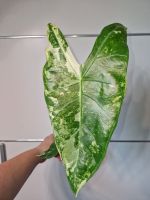 Alocasia Longiloba Variegata Rhizome Saarland - Heusweiler Vorschau