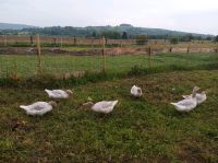 Fränkische Landgänse Baden-Württemberg - Lahr (Schwarzwald) Vorschau