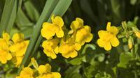 Teichpflanzen  Gauklerblumen 10 Stück Eimsbüttel - Hamburg Eidelstedt Vorschau
