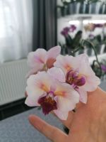 Orchidee Phalaenopsis Princess Sakura Splendid, blühend Baden-Württemberg - Ertingen Vorschau