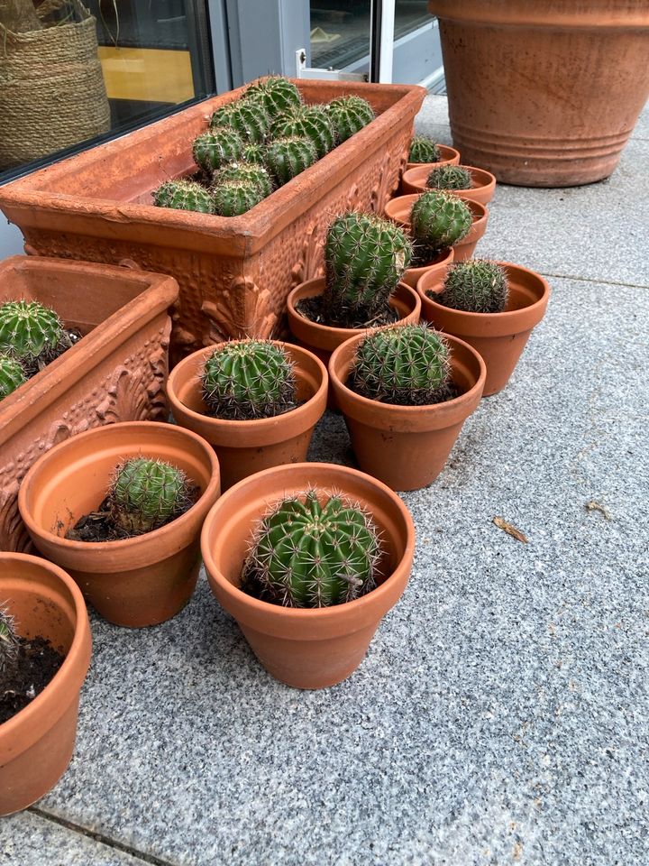 Kakteen Kaktus Echinopsis Blüte in Neuss