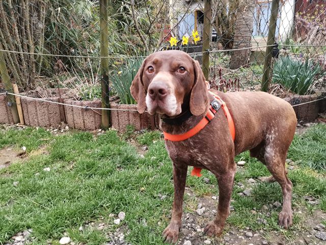 Traumhund BOSCO sucht sein aktives Zuhause in Rottenburg a.d.Laaber