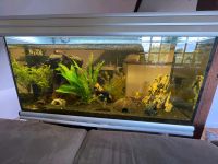 Aquarium 180Liter + unterschrank Dithmarschen - Burg (Dithmarschen) Vorschau