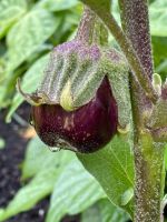 Aubergine Pflanzen  100% Biologisch! Niedersachsen - Oberlangen Vorschau