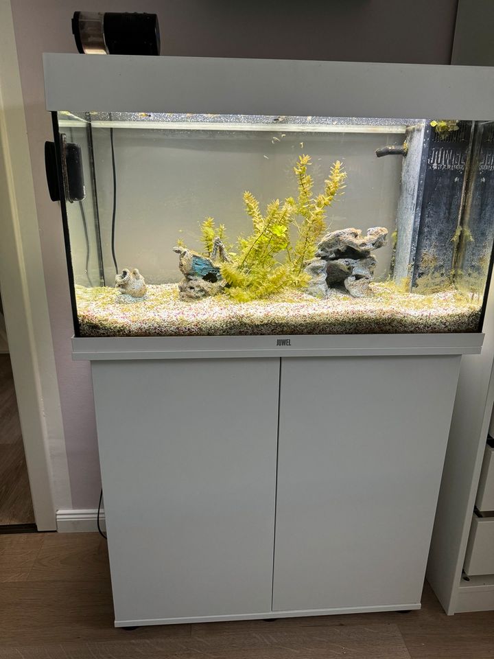Juwel Aquarium Fische Unterschrank 125 L in Kühlungsborn