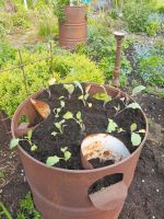 Pflanztonnen , Hochbeet , Blumen Niedersachsen - Hude (Oldenburg) Vorschau