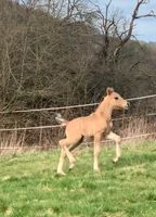 Gangstarkes Reitpony Hengst Fohlen Falbe v. A kind of Magic Hessen - Neuenstein Vorschau