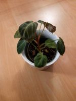 Philodendron El Choco Red Horn-Lehe - Lehesterdeich Vorschau