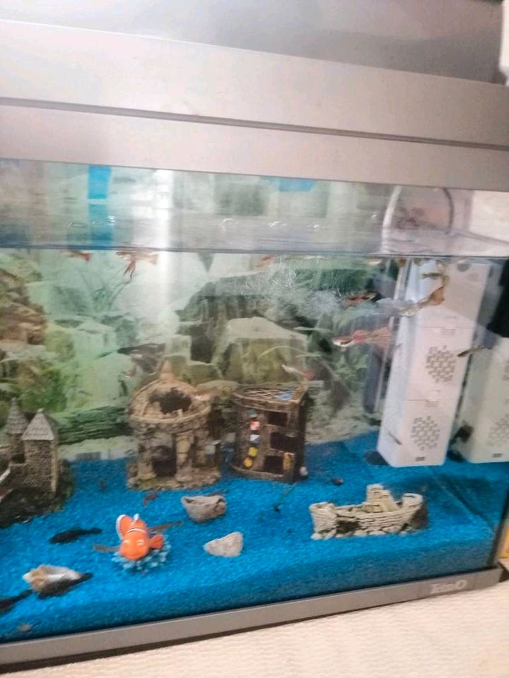 Aquarium mit fish UND BELEUCHTUNG in Nürnberg (Mittelfr)