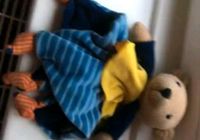 ACHTUNG!!!! STERNTALER TEDDY GESUCHT Sachsen - Jahnsdorf Vorschau