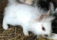Kaninchen aus Hobbyzucht Mecklenburg-Vorpommern - Bergen auf Rügen Vorschau
