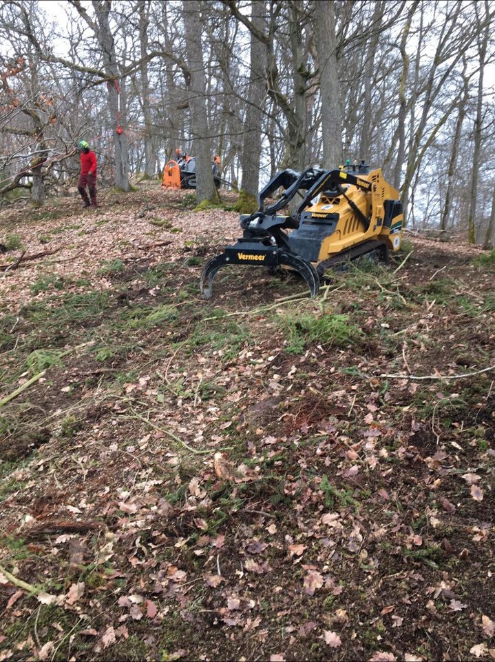 Fachgerechte Baumfällung / Baum fällen / Fällung / Sturmschaden in Gudensberg