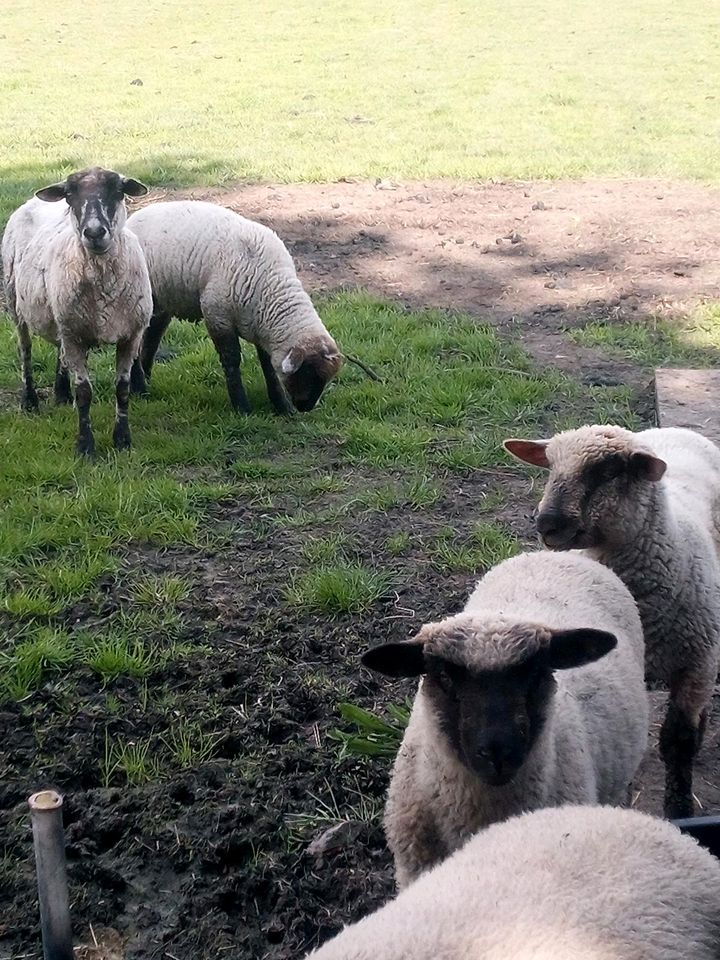 Schafe Lämmer in Oberndorf