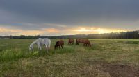 Aufzuchtplatz ,Pferd,Jährling Weidehaltung Pony Brandenburg - Falkenberg/Elster Vorschau