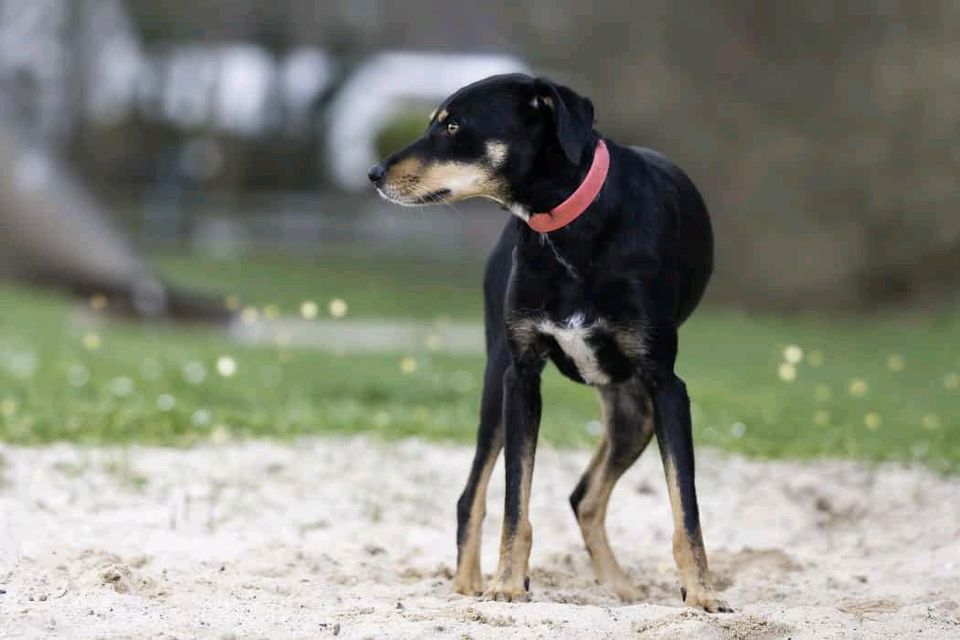 Ivy, 4 Jahre alt, bitte kompletten Text lesen in Hannover