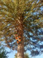 Trockene Bäume totholzentfernung Sturmschaden Baumfällarbeiten Nordrhein-Westfalen - Nieheim Vorschau