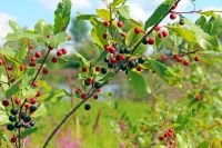 Faulbaum 1L Container- Rhamnus frangula Heimisches Gehölz Pflanze Bayern - Veitshöchheim Vorschau