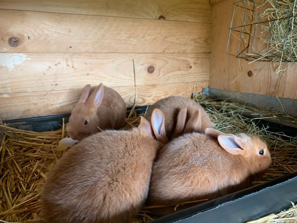 Kleine Hasen in Klostermansfeld