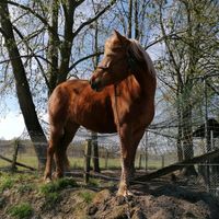 Reitbeteiligung für Ponystute Niedersachsen - Wedemark Vorschau