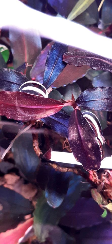 New ⭐❤ 4x Ghost 2011 ❤⭐ Rare Bucephalandra Aquarium Garnelen Nano in Freiburg im Breisgau