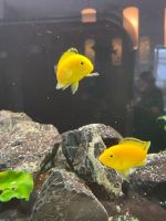 Labidochromis Yellow Nachwuchs zu verkaufen Bayern - Weiden (Oberpfalz) Vorschau