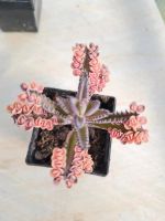 Kalanchoe Pink Butterfly Sukkulenten selten Niedersachsen - Rühen Vorschau