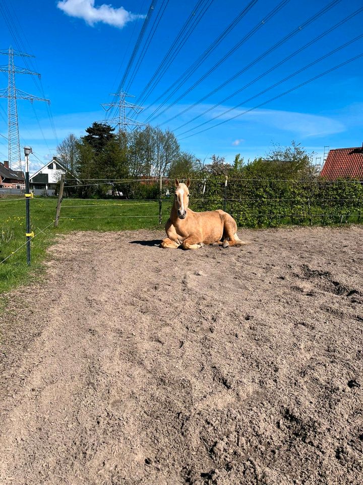 Kleinpferd Allrounder Springen, Dressur, Vielseitigkeit in Oststeinbek