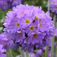 2 Kugelprimeln Primula denticulata lila im Topf Nürnberg (Mittelfr) - Aussenstadt-Sued Vorschau