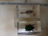 Skorpion und Käfer Niedersachsen - Salzhemmendorf Vorschau