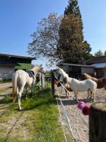Ponyreiten für 4 - 6 jährige in Bergalingen Baden-Württemberg - Rickenbach Vorschau