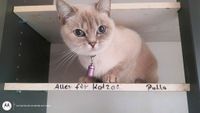 Katze spurlos vom Grundstück verschwunden Nordrhein-Westfalen - Kranenburg Vorschau