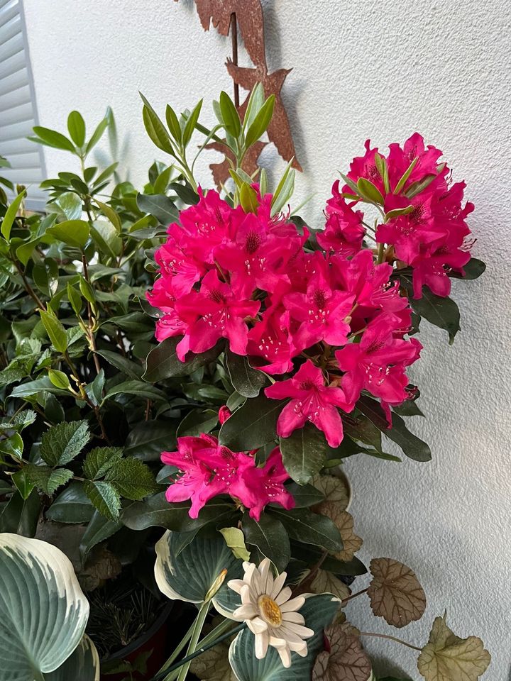 Rhododendron rot pink Strauch Pflanze in Heidelberg