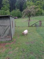 Quessantschaf Schleswig-Holstein - Seedorf Vorschau