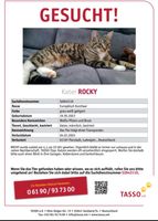 Kater vermisst/ Kater gesucht / Katze vermisst/ Katze gesucht Hessen - Florstadt Vorschau