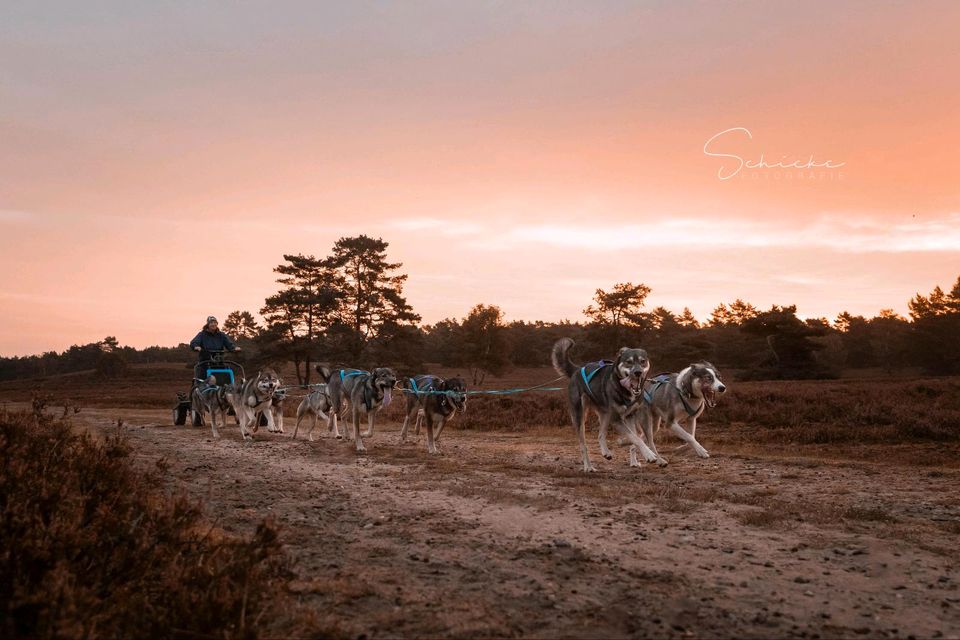 Huskyfahrt, Huskytour, Schlittenhundefahrt in Engelschoff