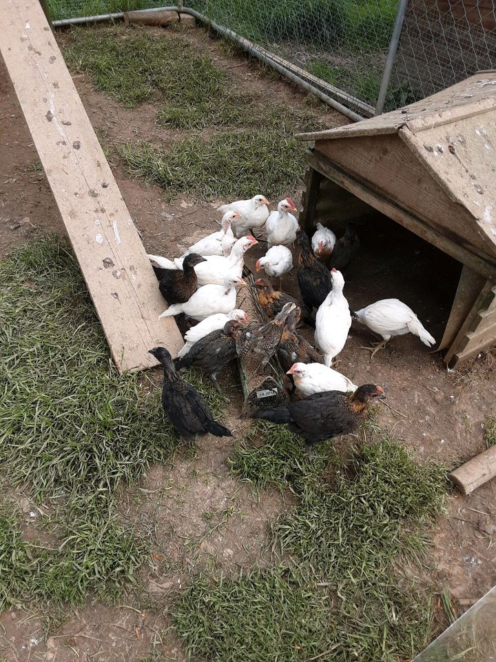 Ayam ketawa   Lachhühner Kücken in Konnersreuth