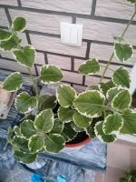 ** Blume Jamaica Thymian Hannover - Nord Vorschau