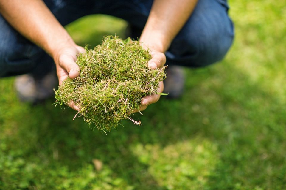 Gärtner/Gartenpflege/Hecke schneiden/Rasen mähen/Vertikutieren in Geesthacht