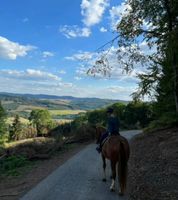 Reiter Sucht Reitbeteiligung (Pferd/Pony) Nordrhein-Westfalen - Eslohe Vorschau