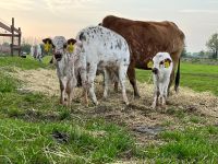 Zwergzebu Absetzer m/w Schleswig-Holstein - Dannewerk Vorschau