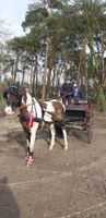 Pony Marathonwagen Nordrhein-Westfalen - Ibbenbüren Vorschau