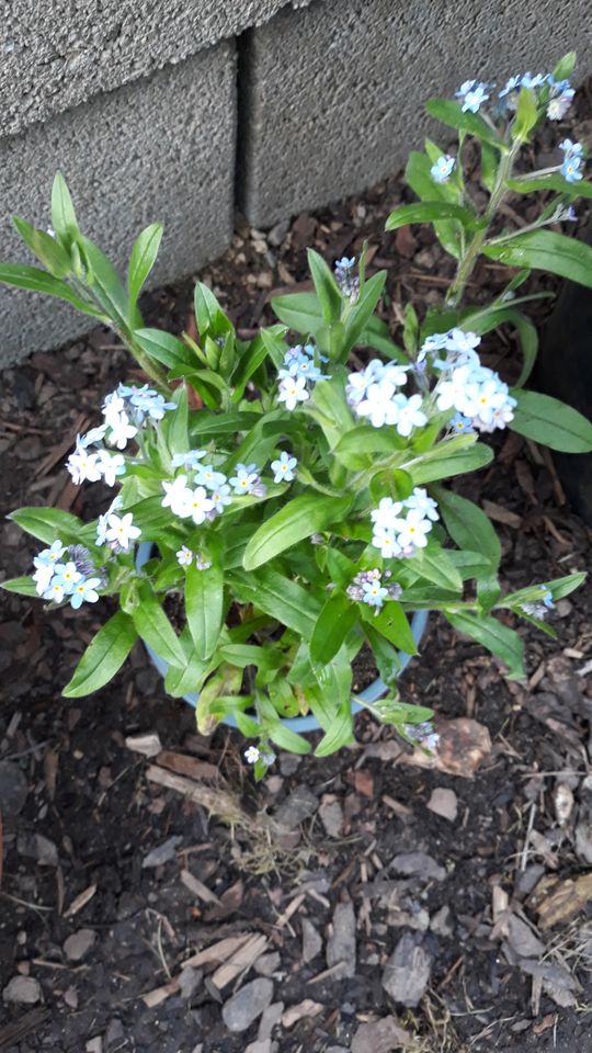 div. winterharte Gartenpflanzen / Ableger in Störnstein