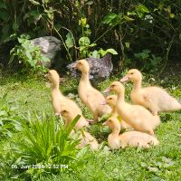 Wir geben 7 Entenküken Enten Pekingenten Hausenten Cherry Valley Mecklenburg-Vorpommern - Mestlin Vorschau