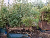 Bambus zum selbst ausgraben Bayern - Bad Kissingen Vorschau