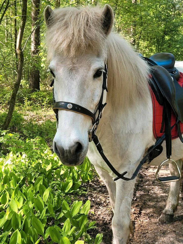 Reitbeteiligung/ Handeloh in Egestorf