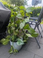 Pflanze Zimmerpflanze Efeutute Dortmund - Hörde Vorschau