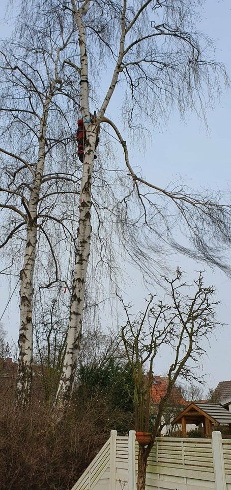 Baumpflege, Baumfällung, Obstbaumpflege, Obstbaumschnitt in Mittenwalde