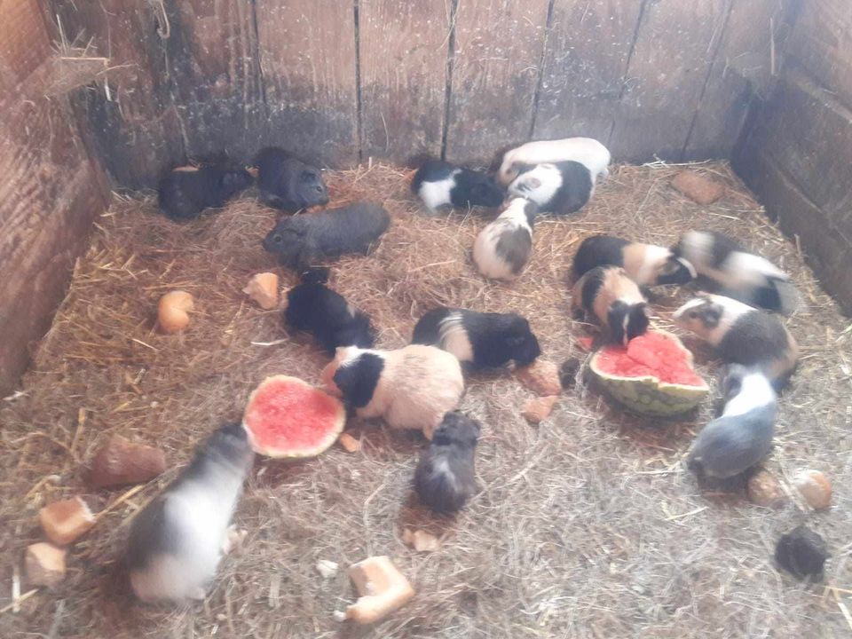 Viele junge, bunte kleine Meerschweinchen, Weibchen und Böckchen! in Waldbröl