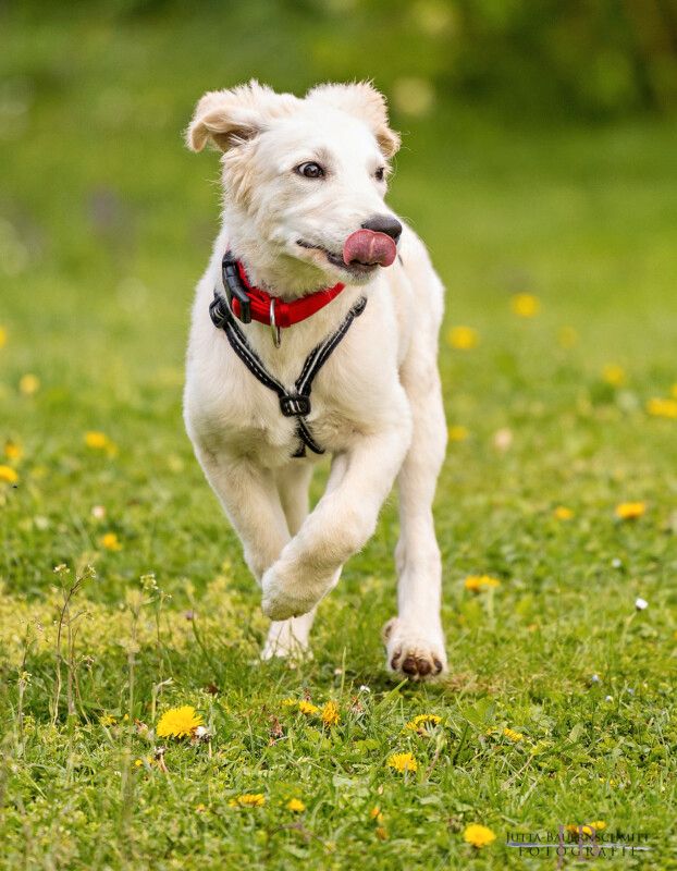 Zeusi, Golden Retriever-Pyrenäen-Berghund-Mix, 4 M., männlich in Lauf a.d. Pegnitz